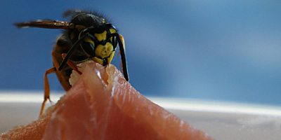 Eine Wespe sitzt auf einem Stück Schinken und frisst daran. Der Hintergrund ist unscharf, das Insekt steht im Fokus.