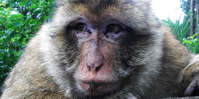Ein Makake ist nah aufgenommen, das Gesicht und das Fell sind detailliert sichtbar. Im Hintergrund befindet sich grüne Vegetation.