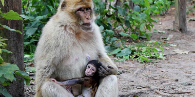 Ein erwachsener Makake sitzt im Wald und hält ein Jungtier eng am Körper. Um sie herum sind Pflanzen und Waldboden.