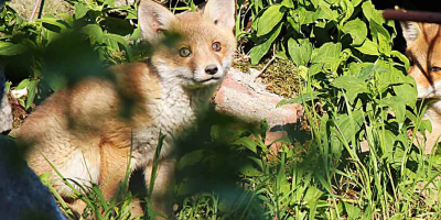 Zwei junge Füchse sitzen in dichter Vegetation; einer sitzt aufmerksam aufrecht, der andere liegt entspannt daneben und wirkt, als sei er nur zufällig dort.